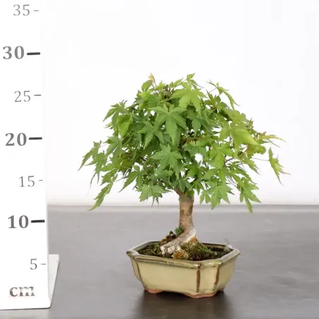 image supplémentaire - Japanese Maple "ACER...