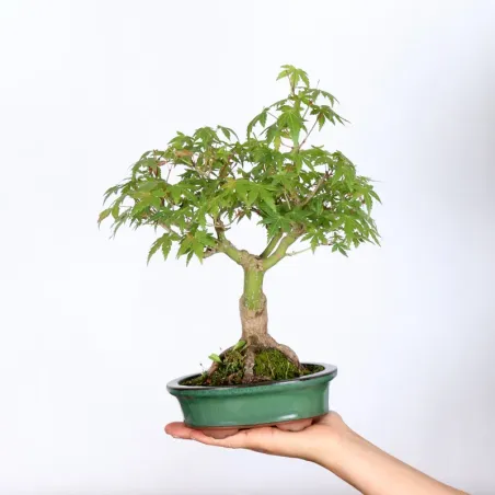 Maple Bonsai Palmatum Shohin APS-1-9