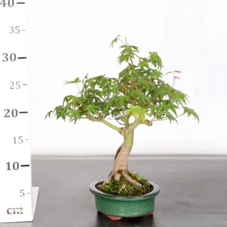 image supplémentaire - ACER PALMATUM SHOHIN 1-9