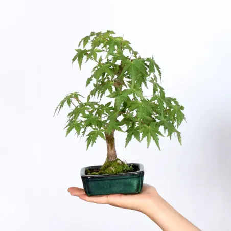 ÉRABLE DU JAPON "ACER PALMATUM SHOHIN" 1-11