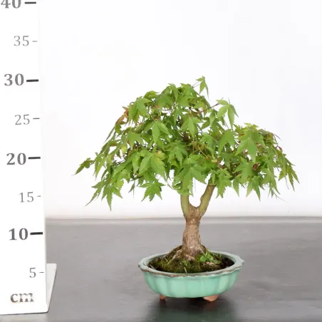 image supplémentaire - Érable du japon "ACER...