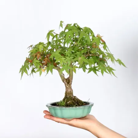 Palmatum Maple Bonsai APS-2-4