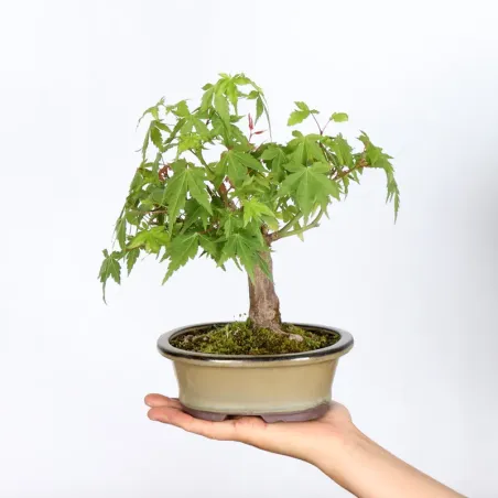 Palmatum Maple Bonsai APS-2-6