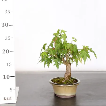 image supplémentaire - ACER PALMATUM SHOHIN 2-6
