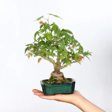 Bonsai Erable Palmatum APS-2-7