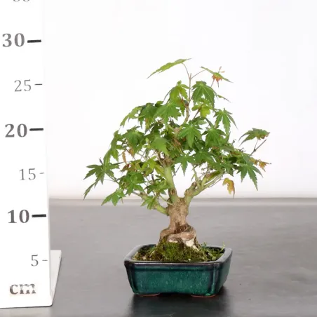 image supplémentaire - ÉRABLE DU JAPON "ACER...