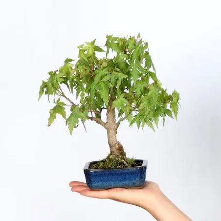 Palmatum Maple Bonsai APS-2-8