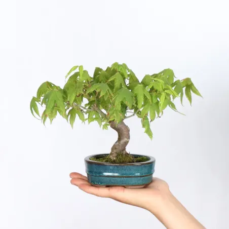 Palmatum Maple Bonsai APS-2-9