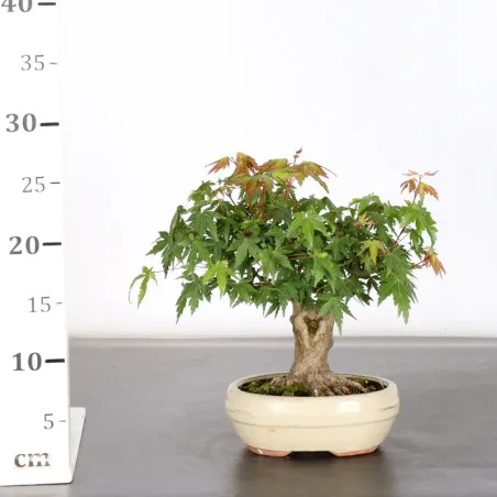 image supplémentaire - Japanese Maple "ACER...