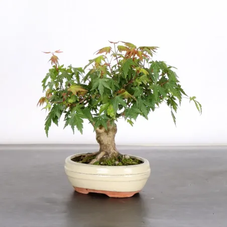 Palmatum Maple Bonsai APS-2-10