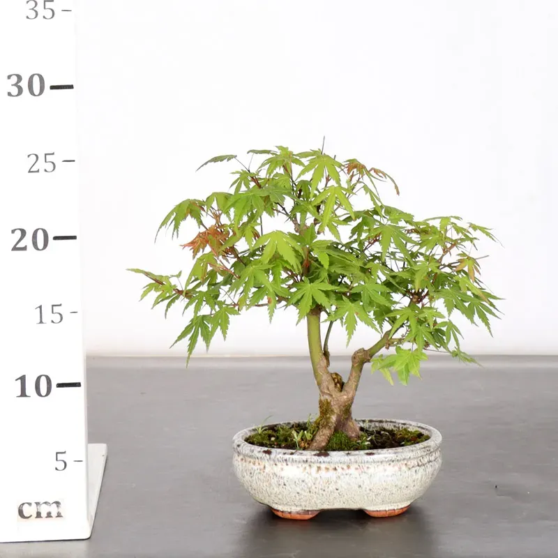 image supplémentaire - Japanese Maple "Acer...