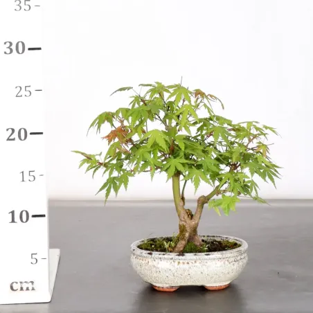 image supplémentaire - Japanese Maple "Acer...
