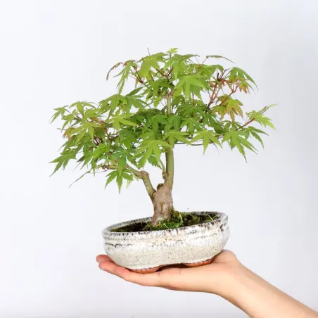 Bonsai Erable Palmatum Shohin APS-2-16