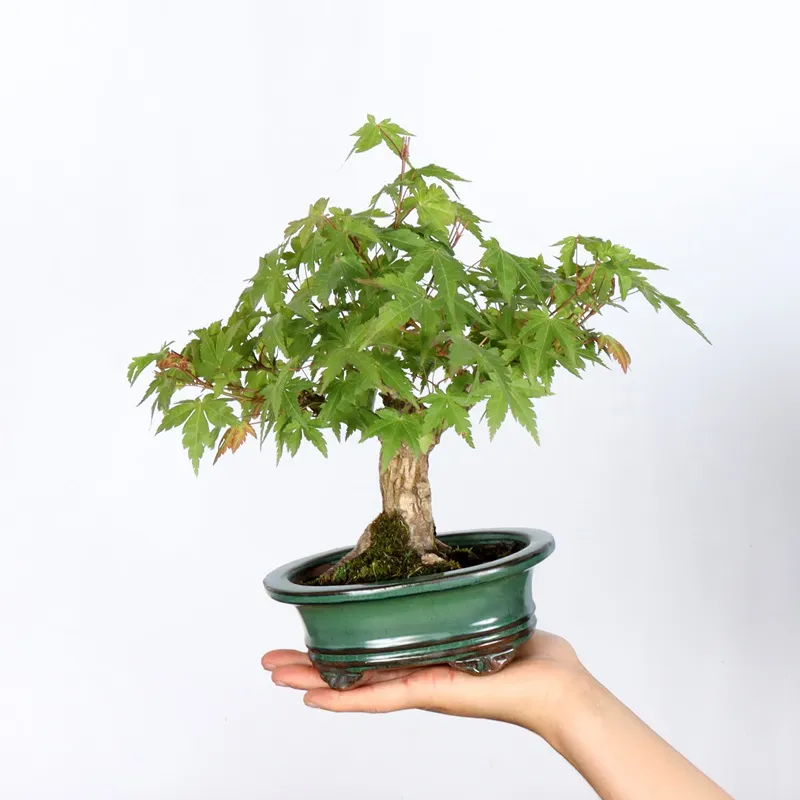 Palmatum Shohin Maple Bonsai APS-2-17