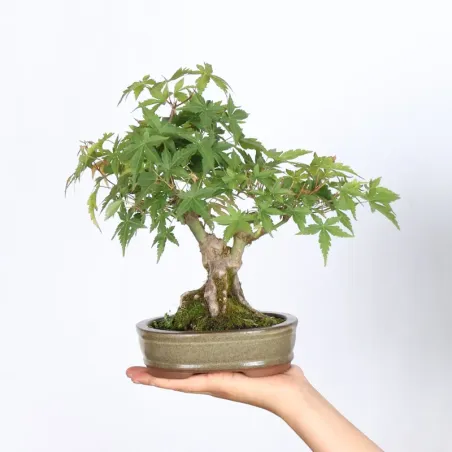 Bonsai Erable Palmatum Shohin APS-2-18