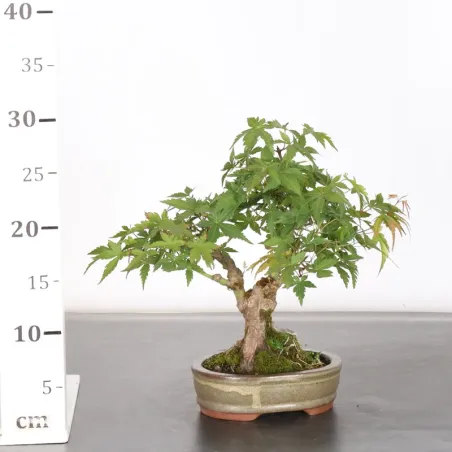 image supplémentaire - Japanese Maple "Acer...