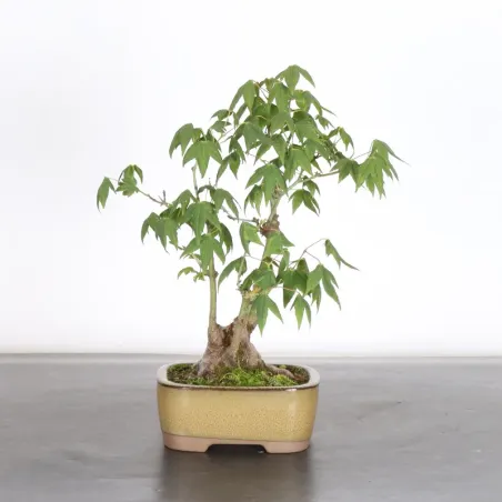 Palmatum Shohin Maple Bonsai APS-2-20