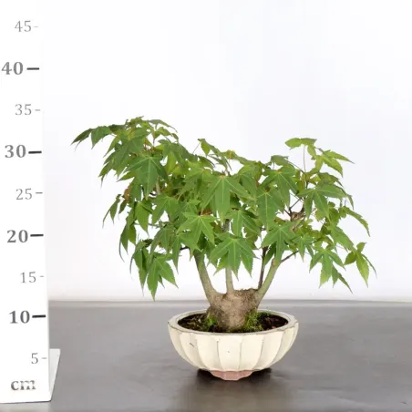 image supplémentaire - ÉRABLE DU JAPON "ACER...