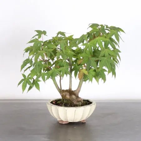 Japanese Maple "Acer palmatum Shohin" 2-21