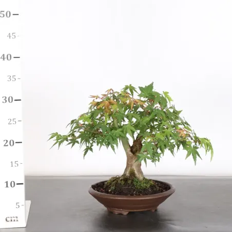 image supplémentaire - Japanese Maple "Acer...