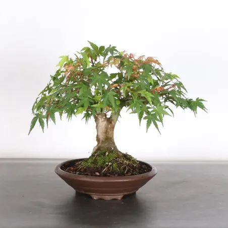 Palmatum Shohin Maple Bonsai APS-2-22