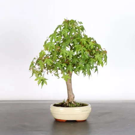 Erable Bonsai Acer Palmatum AP-1-2