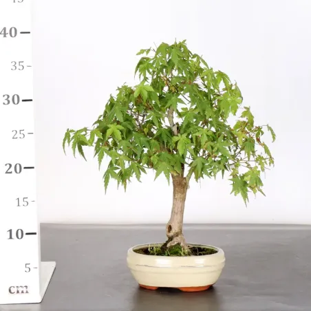 image supplémentaire - ERABLE DU JAPON "ACER...