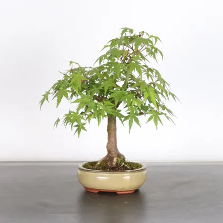 JAPANESE MAPLE "ACER PALMATUM" 1-5