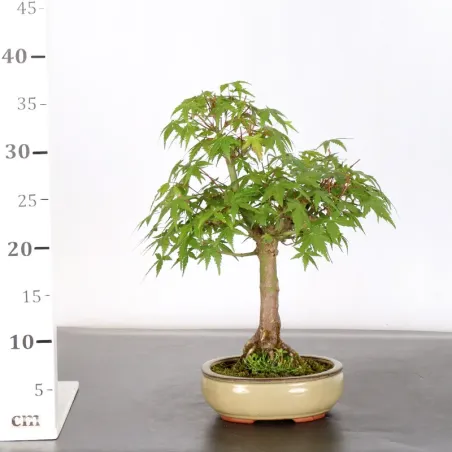 image supplémentaire - JAPANESE MAPLE "ACER...