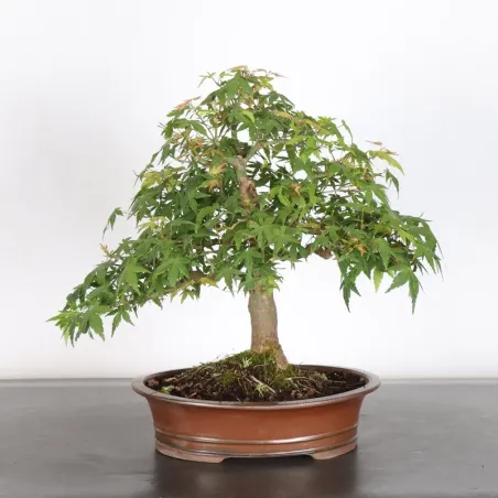 Bonsai Acer Palmatum AP-1-14