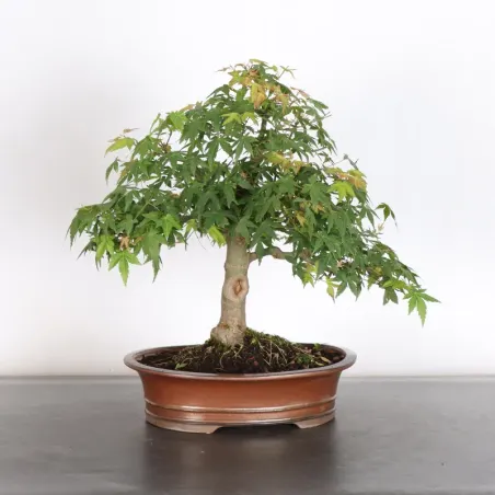 image supplémentaire - JAPANESE MAPLE "ACER...