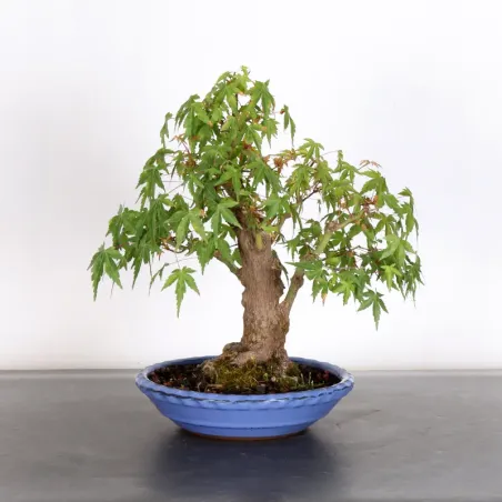 image supplémentaire - JAPANESE MAPLE "ACER...