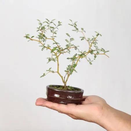 SOPHORA JAPONICA "LITTLE BABY" 1-1