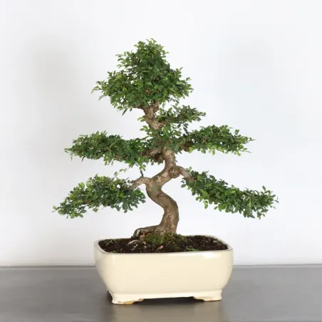 Bonsai Chinese Elm OR-1-6