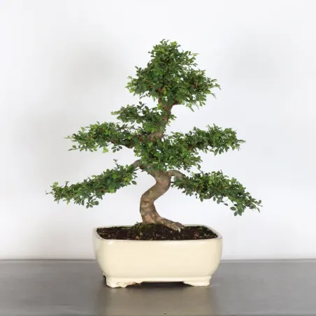image supplémentaire - Chinese elm "ulmus...
