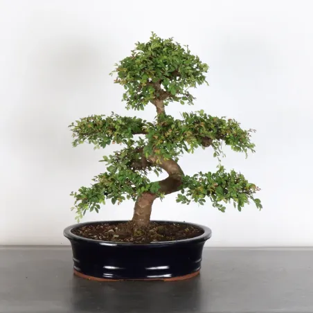 Bonsai Siberian Elm OR-1-8