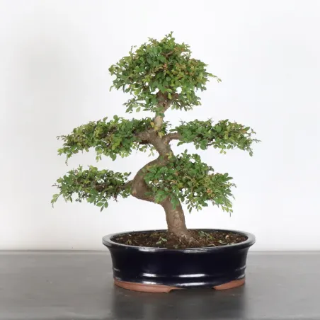 image supplémentaire - Chinese elm "ulmus...