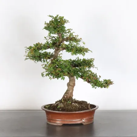 Bonsai Siberian Elm OR-1-9