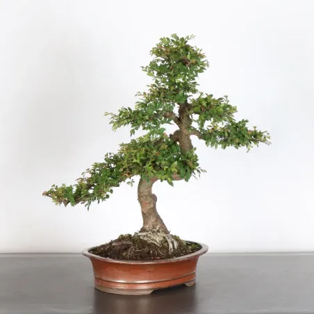 image supplémentaire - Orme de chine "ulmus...