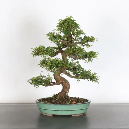 Bonsai Orme de Sibérie OR-1-11