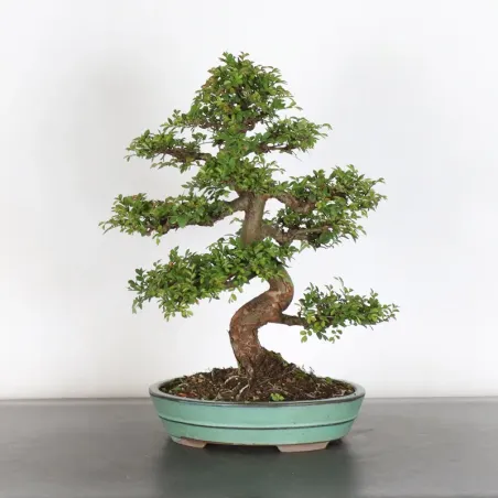 image supplémentaire - Orme de chine "ulmus...
