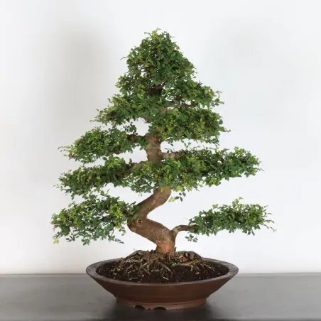 Bonsai Orme de Sibérie OR-1-12