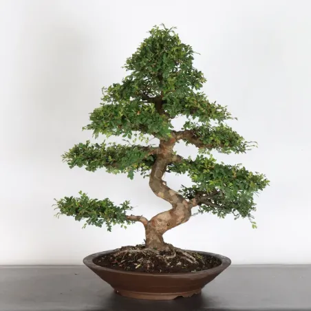 image supplémentaire - Chinese elm "ulmus...