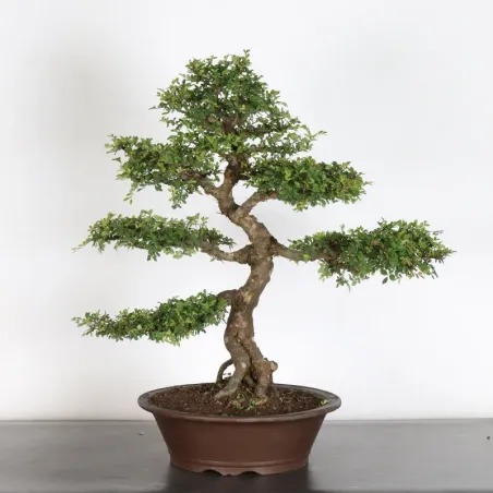 image supplémentaire - Orme de chine "ulmus...