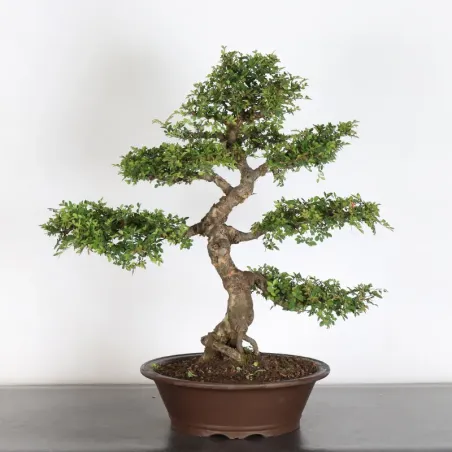 Chinese elm "ulmus parvifolia" 1-14