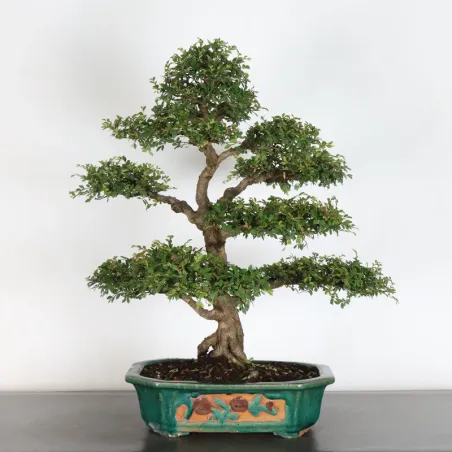 Chinese elm "ulmus parvifolia" 1-15