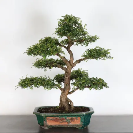 image supplémentaire - Chinese elm "ulmus...