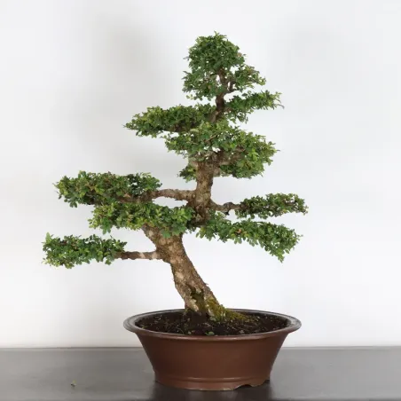 Chinese elm "ulmus parvifolia" 1-18