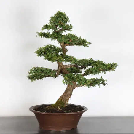 image supplémentaire - Chinese elm "ulmus...