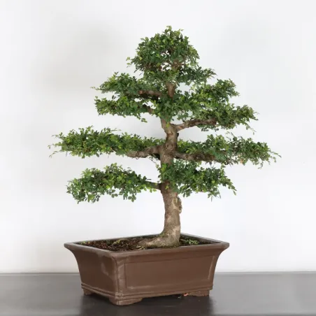 image supplémentaire - Chinese elm "ulmus...
